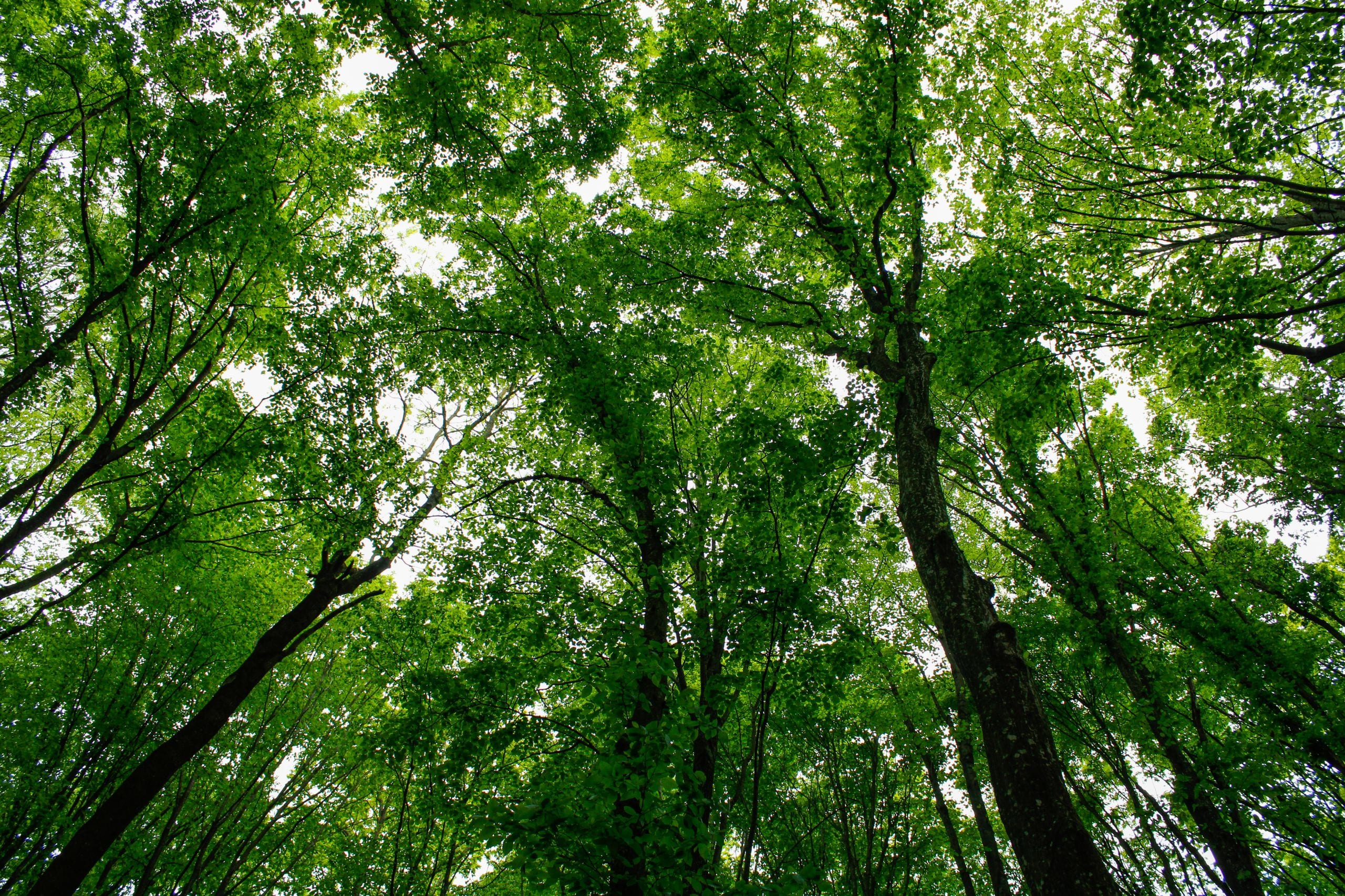 A serene view from below tall green trees in a Hungarian forest, captu