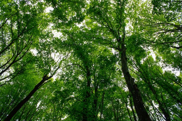 A serene view from below tall green trees in a Hungarian forest, captu