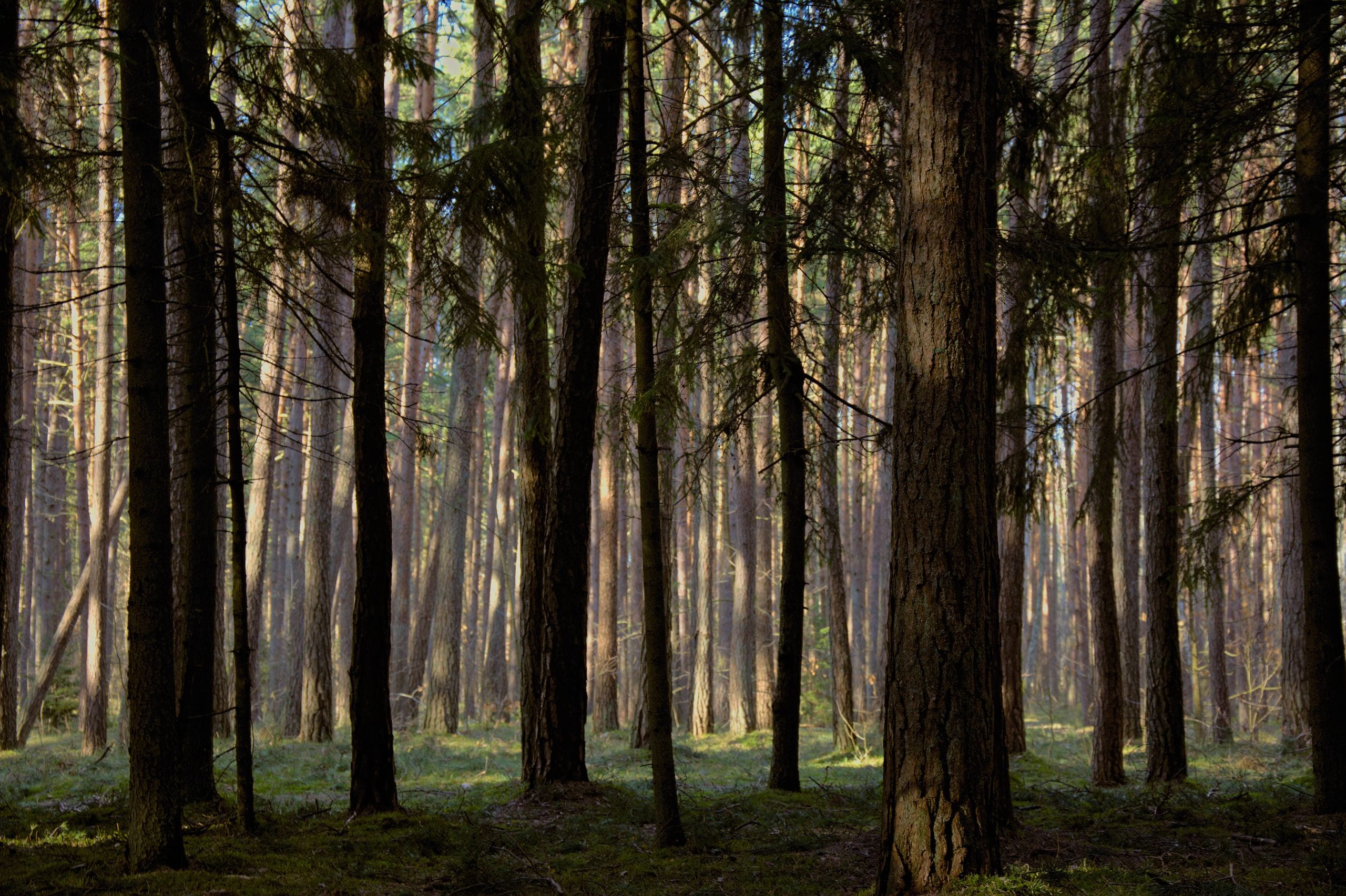 Peaceful forest scenery with tall trees in Klaipėda, Lithuania, perfec