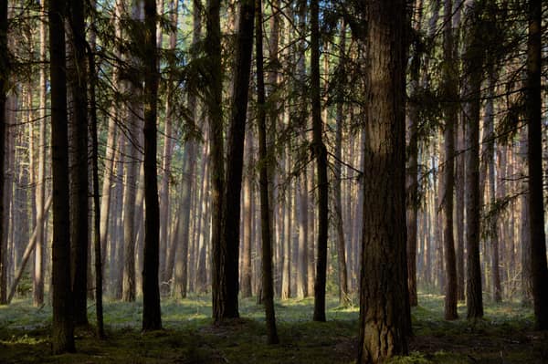 Peaceful forest scenery with tall trees in Klaipėda, Lithuania, perfec