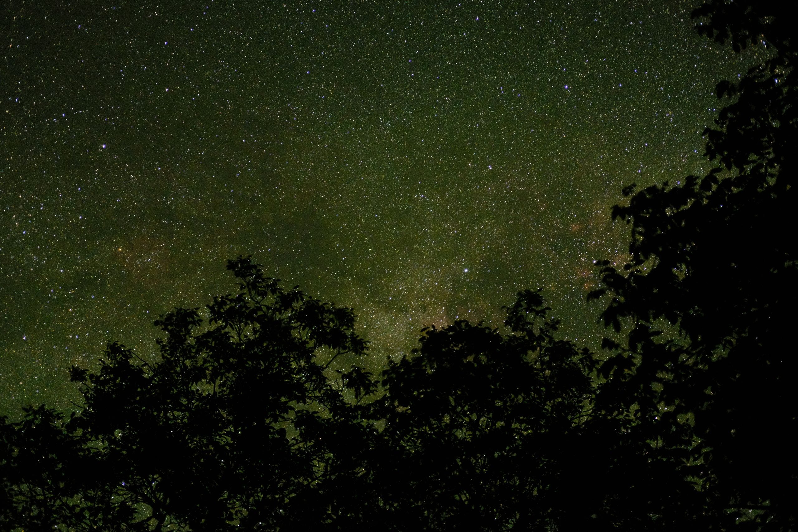 Captivating view of a star-filled night sky with trees silhouetted in