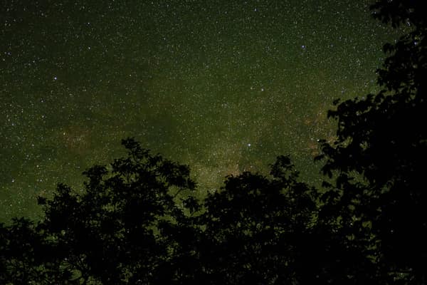 Captivating view of a star-filled night sky with trees silhouetted in 