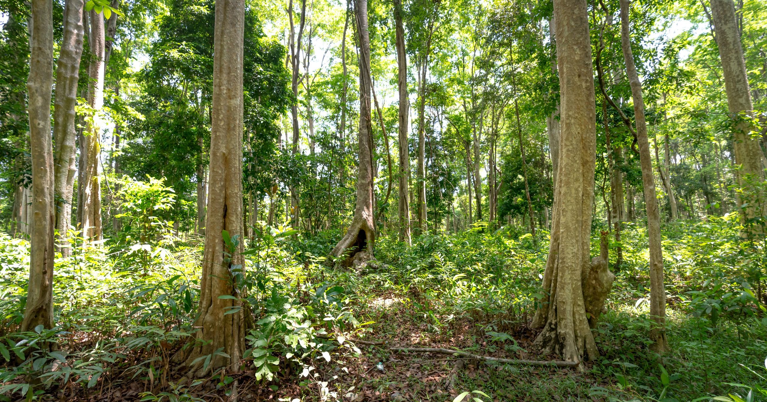 A vibrant green forest with tall trees and sunlit canopy, showcasing n