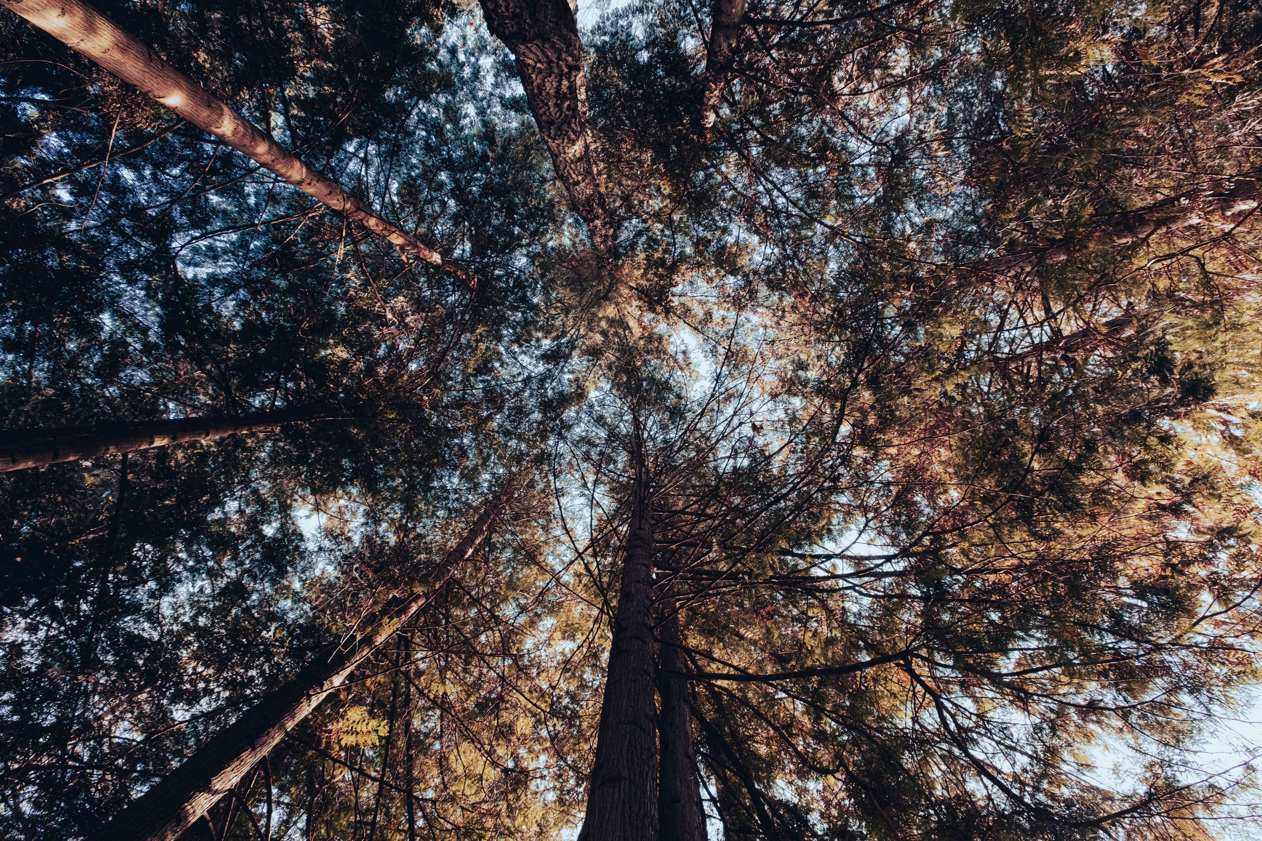 Looking up at tall trees forming a canopy in Vancouver's lush forest.