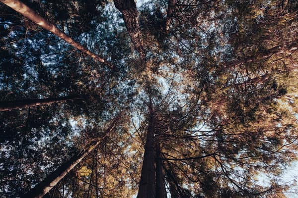 Looking up at tall trees forming a canopy in Vancouver's lush forest.