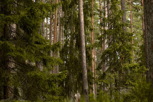 Tranquil view of towering evergreen trees in a lush forest setting.