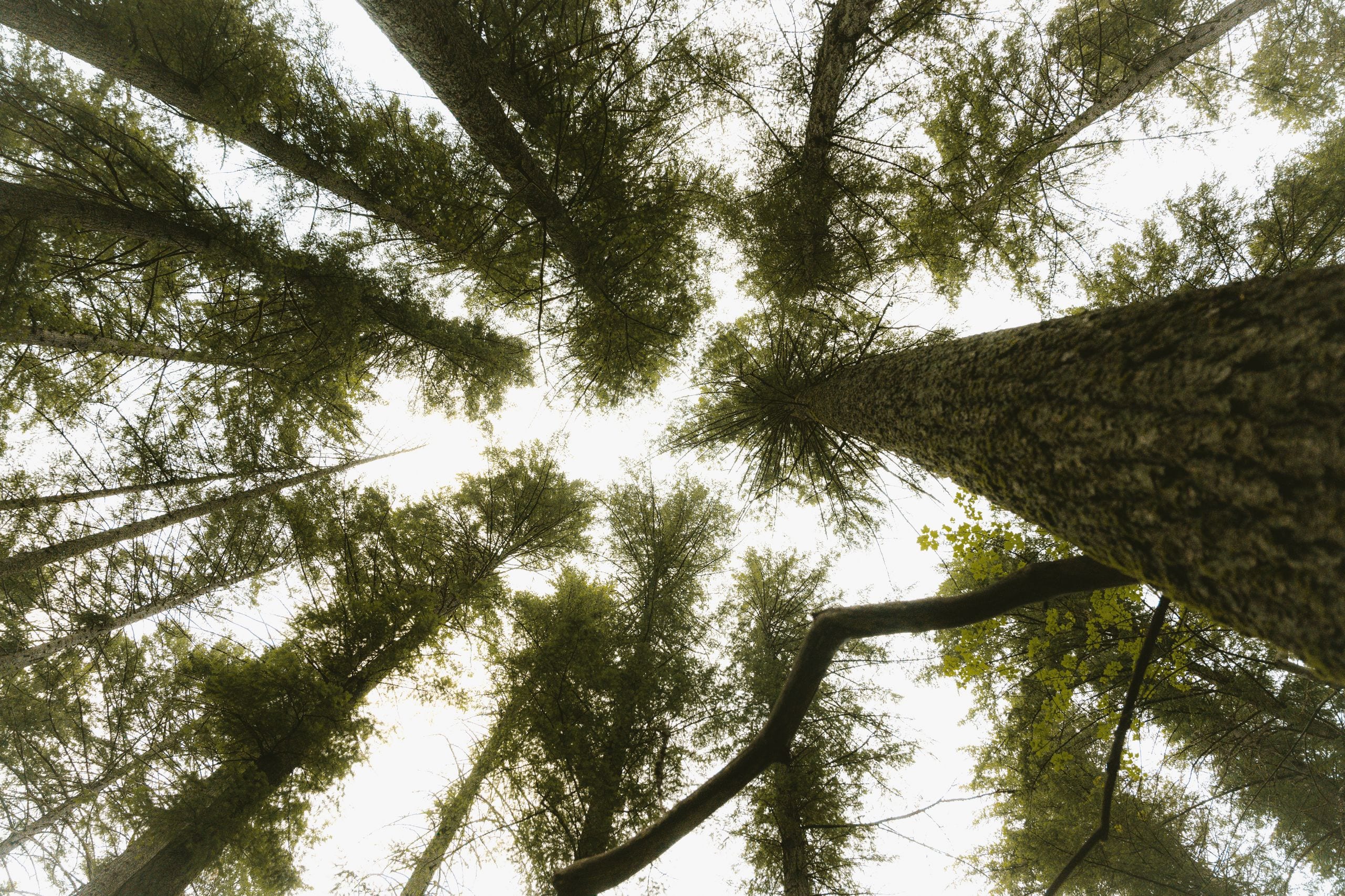 Looking up at towering conifer trees in a serene forest provides a sen