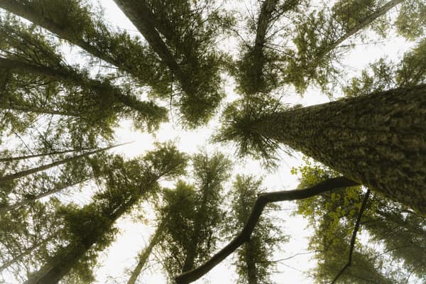 Looking up at towering conifer trees in a serene forest provides a sen