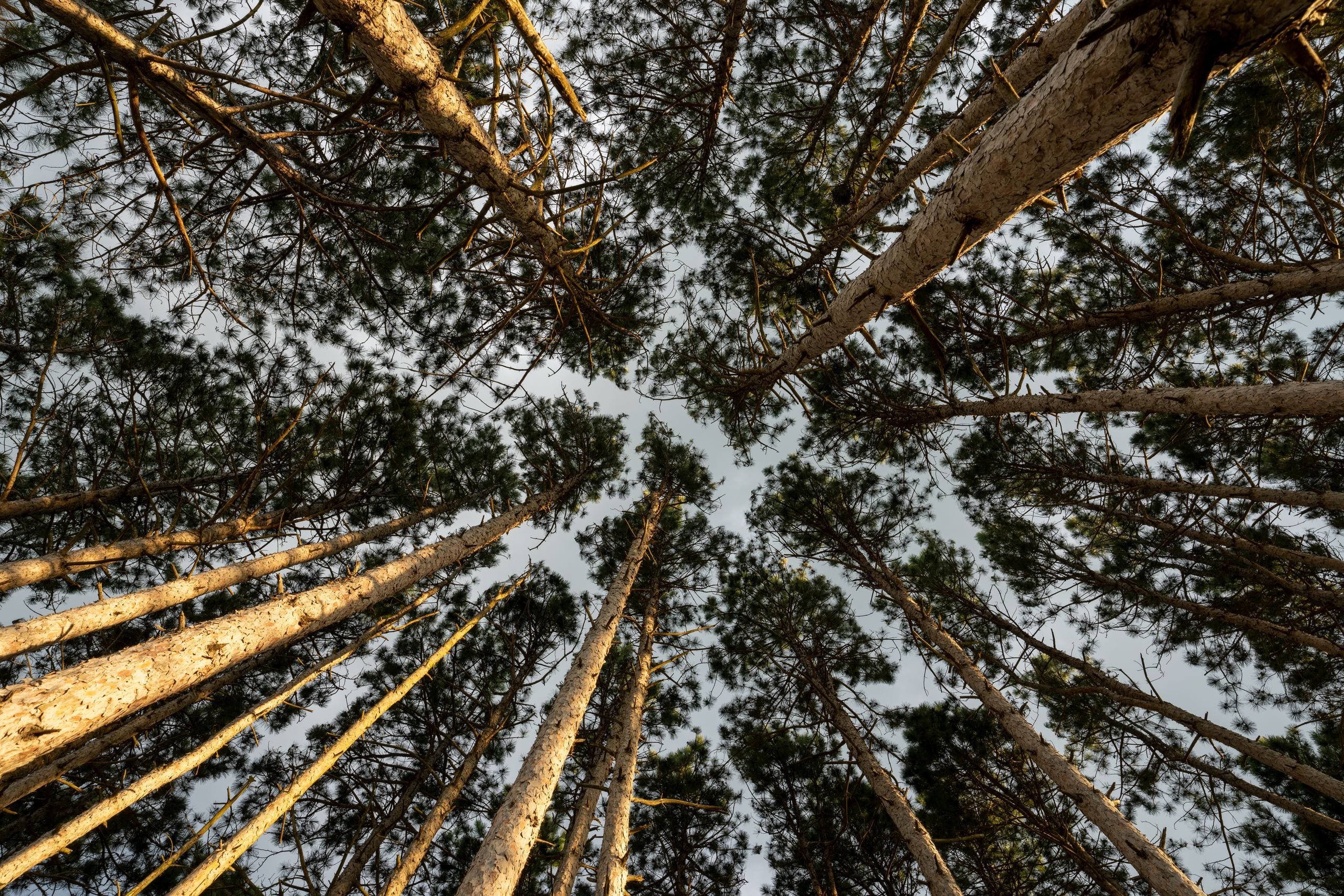 Low angle view of towering evergreen pine trees in a dense forest, sho