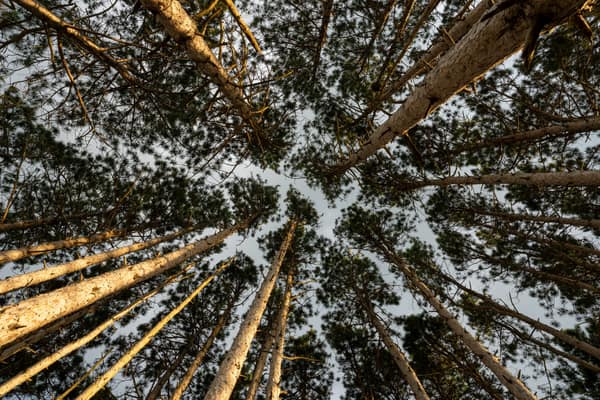 Low angle view of towering evergreen pine trees in a dense forest, sho