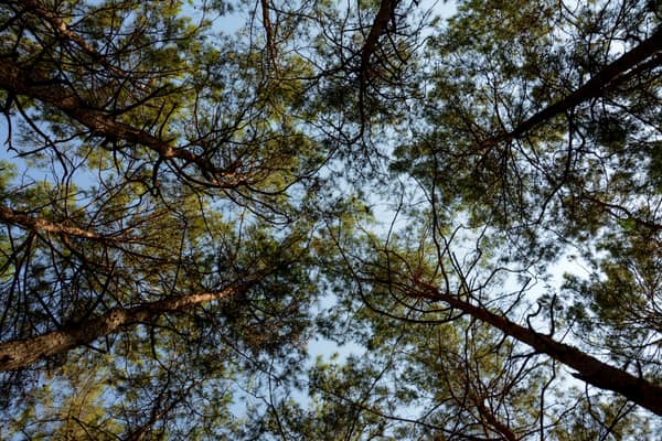 Low angle view of a lush evergreen forest canopy during a sunny day, s