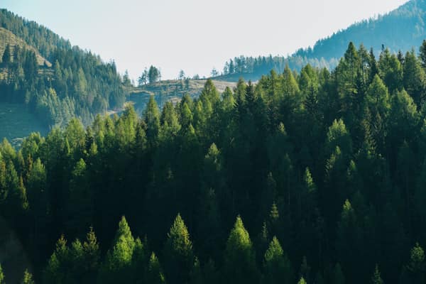 Captivating view of lush green alpine forest in the European mountains