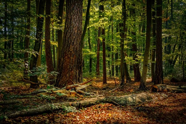 Tranquil forest with sunlight filtering through trees, highlighting th