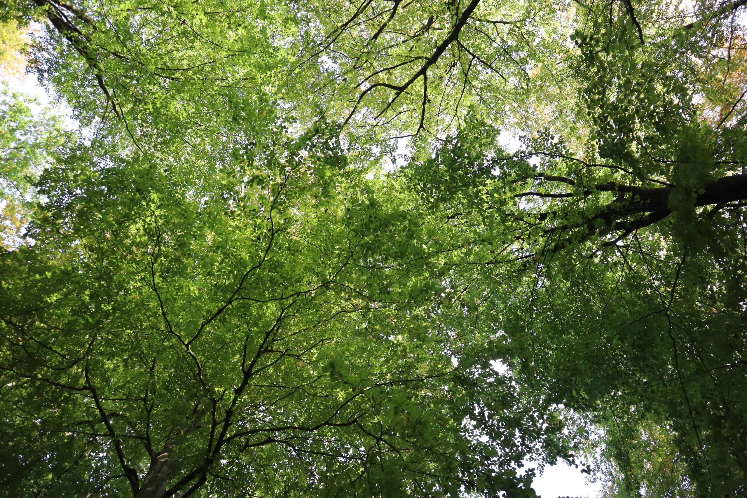 Beautiful view of green tree canopy in Vejle forest on a sunny day.