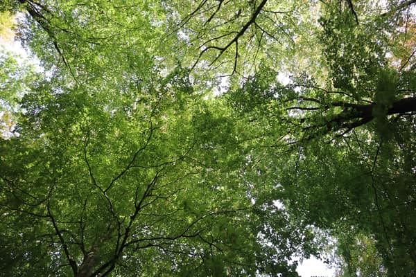 Beautiful view of green tree canopy in Vejle forest on a sunny day.