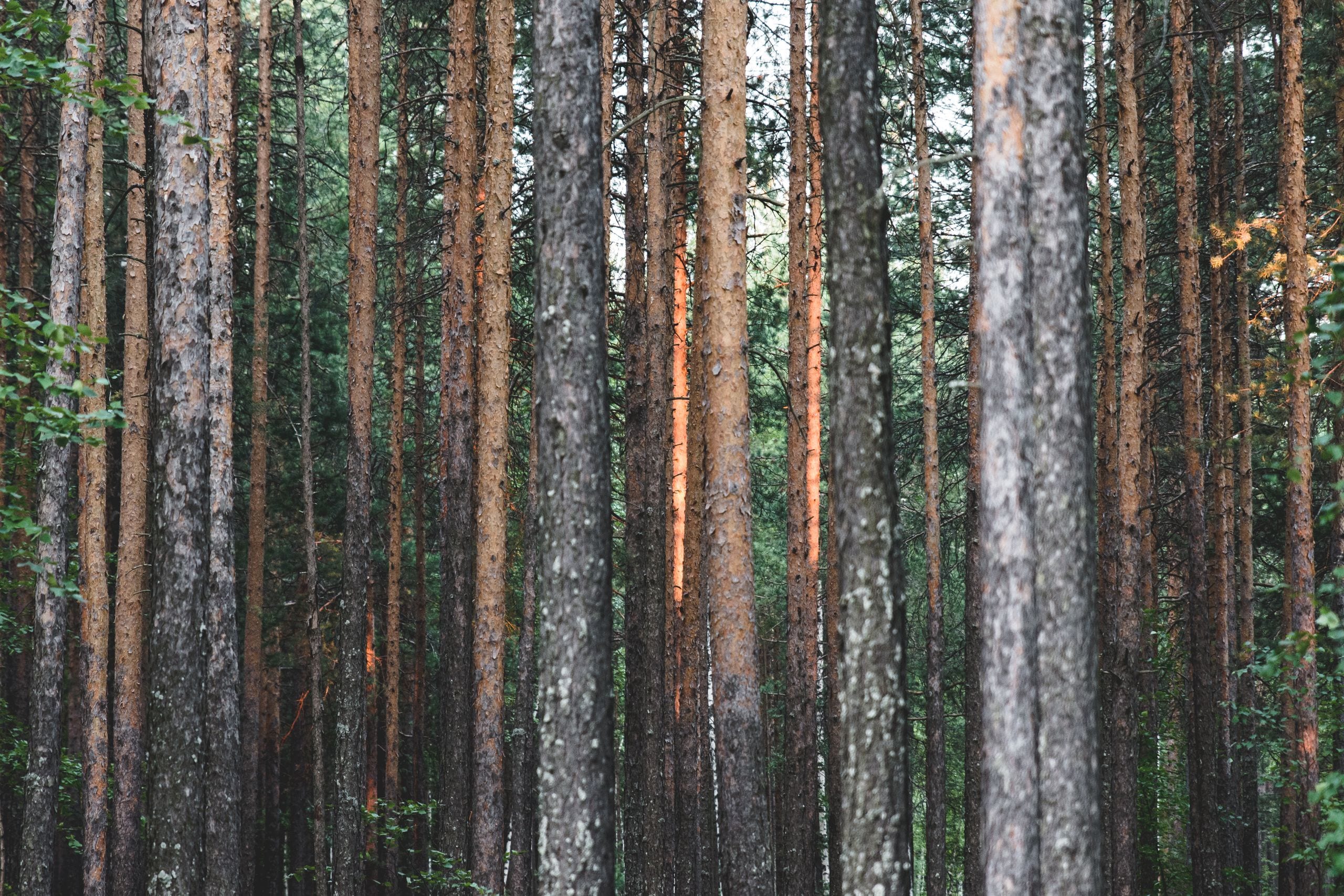 Explore a scenic evergreen pine forest with tall trees and rich textur