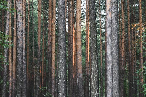 Explore a scenic evergreen pine forest with tall trees and rich textur
