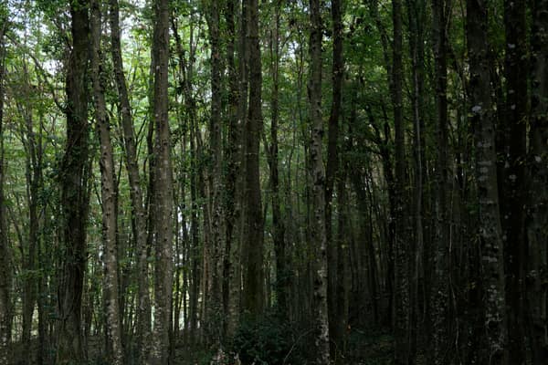 A lush and dense forest scene capturing tall trees and rich greenery i
