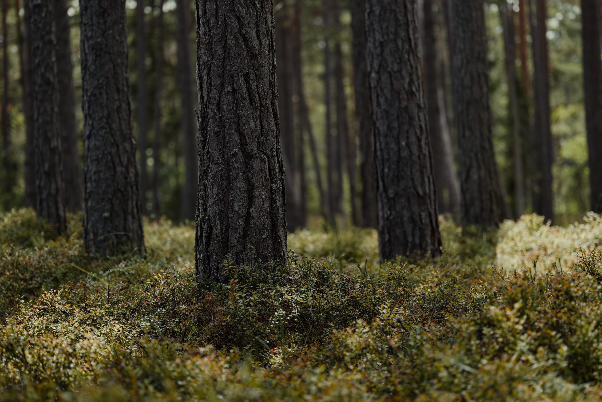 A serene sunlit pine forest with tall tree trunks and lush undergrowth