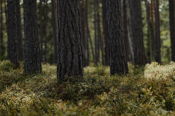 A serene sunlit pine forest with tall tree trunks and lush undergrowth