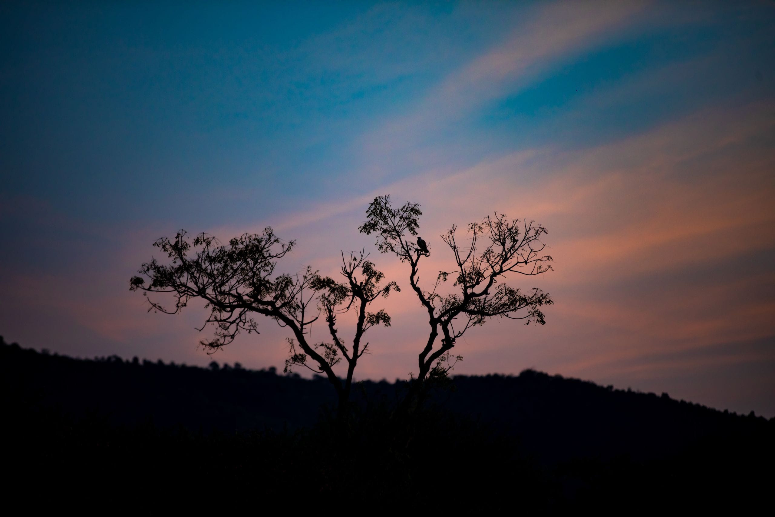 A beautiful silhouette of trees under a colorful twilight sky.