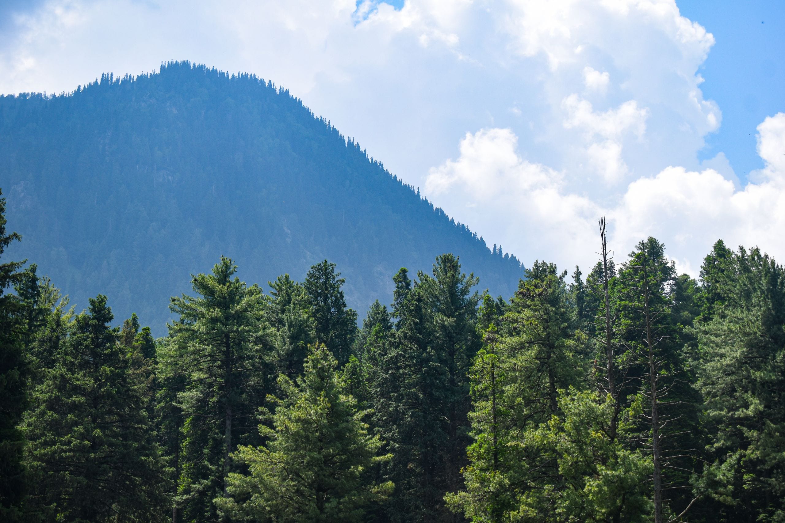 Lush green forest with majestic mountain and cottony clouds in the bac