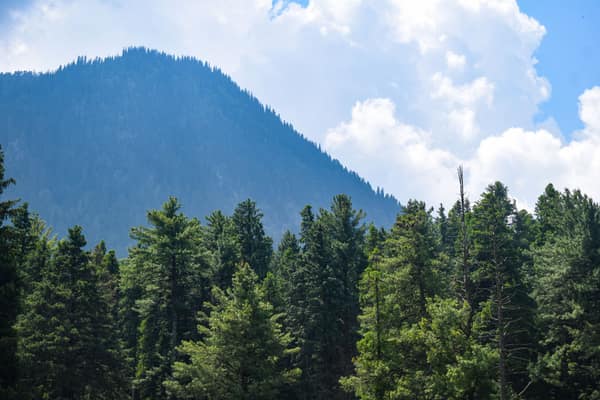 Lush green forest with majestic mountain and cottony clouds in the bac