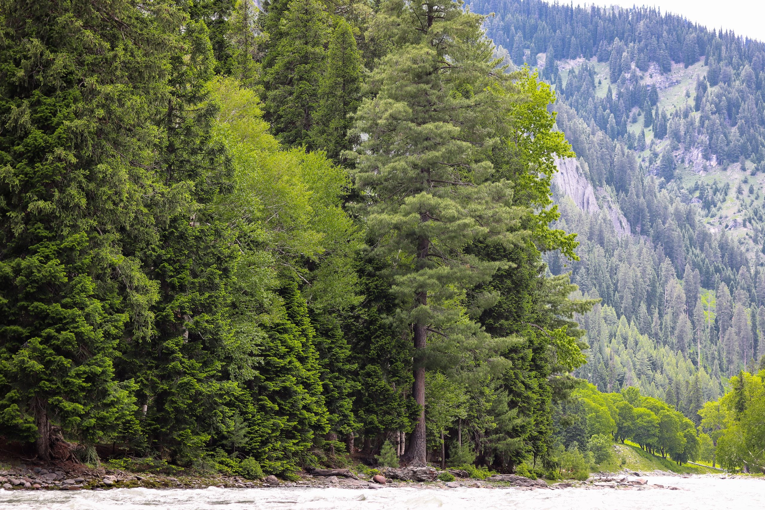 Lush green forest landscape with mountains and a flowing river in Kash