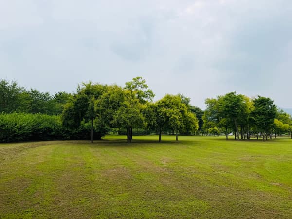 A tranquil park scene featuring lush green grass and trees under a clo