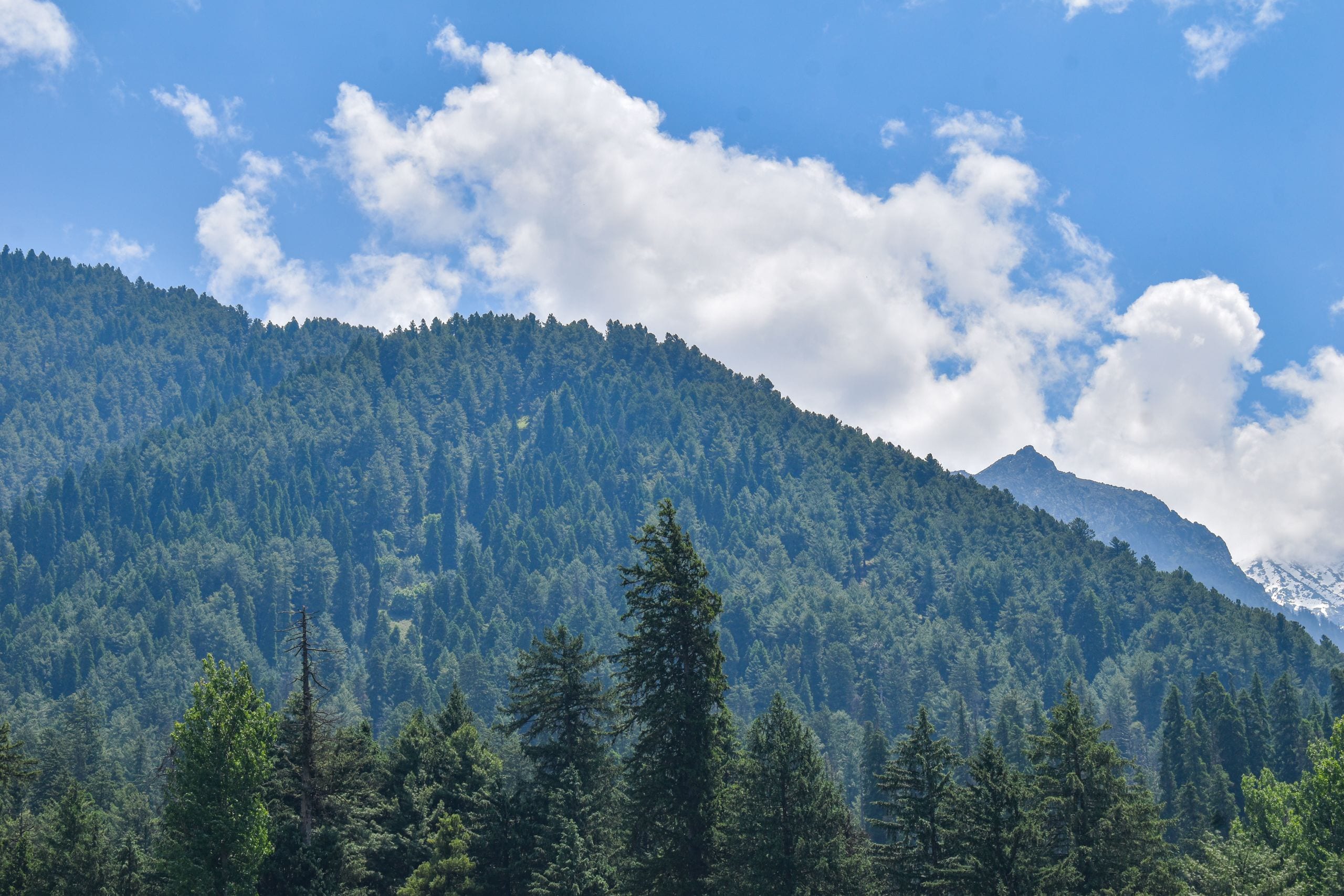 Breathtaking view of lush green forest and mountains under a clear blu
