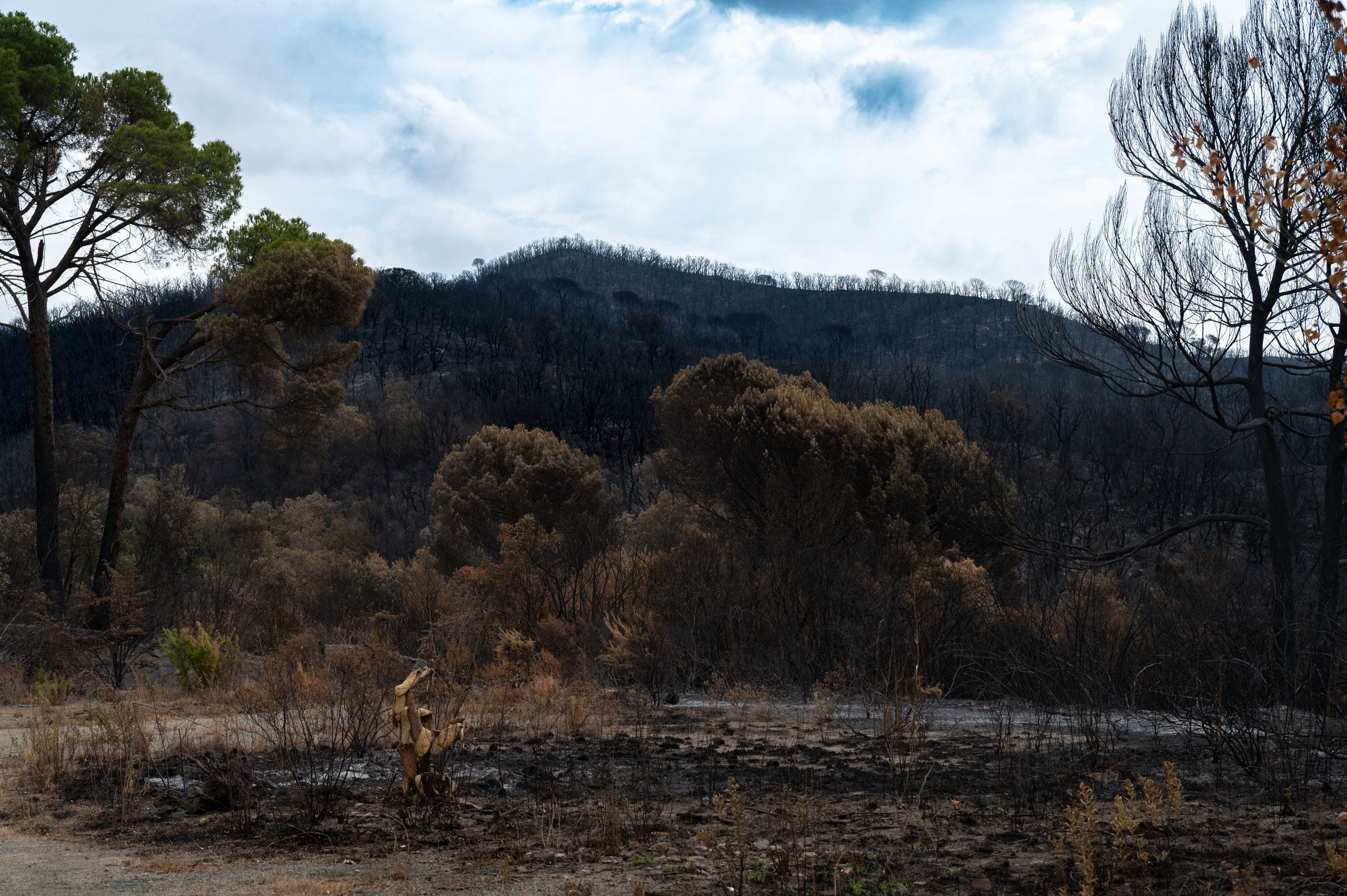 A stark view of a forest after a wildfire, showing charred trees and b