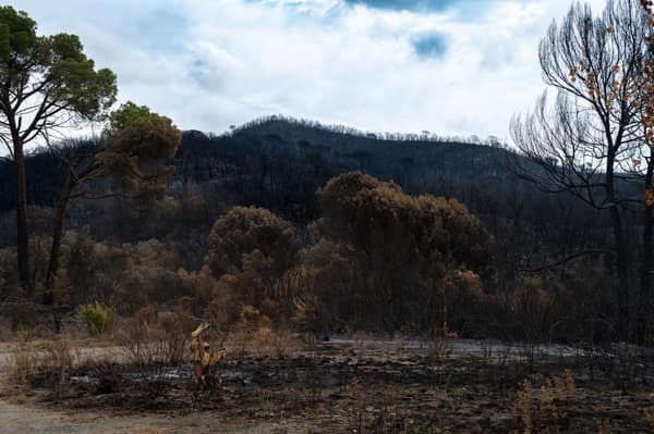A stark view of a forest after a wildfire, showing charred trees and b