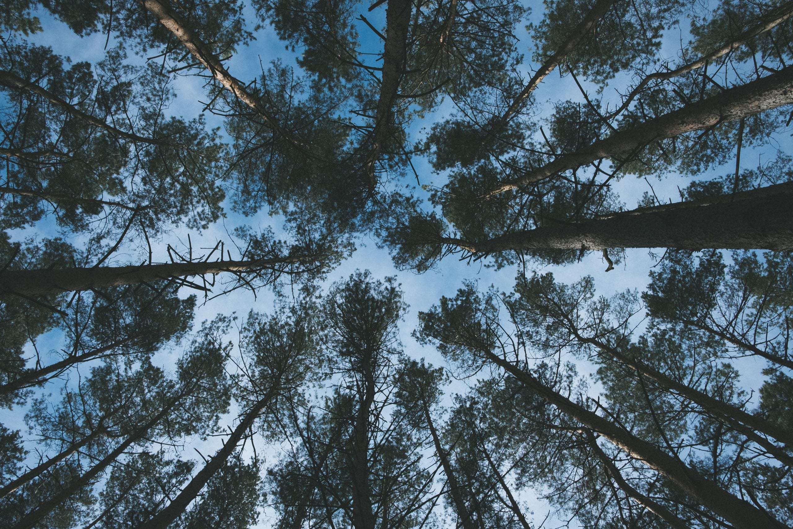 From below of long trunks and crown condition of tall coniferous trees