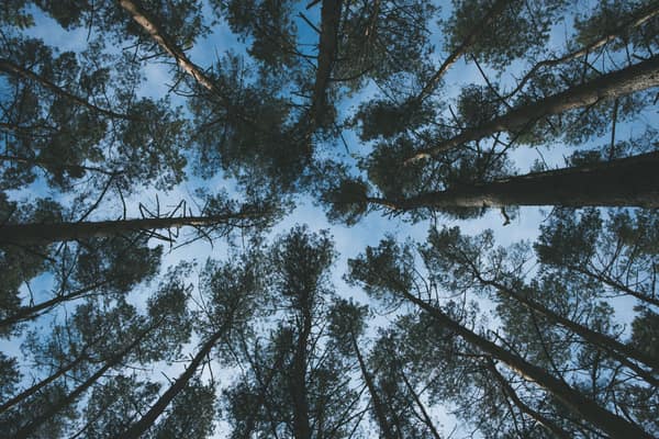 From below of long trunks and crown condition of tall coniferous trees