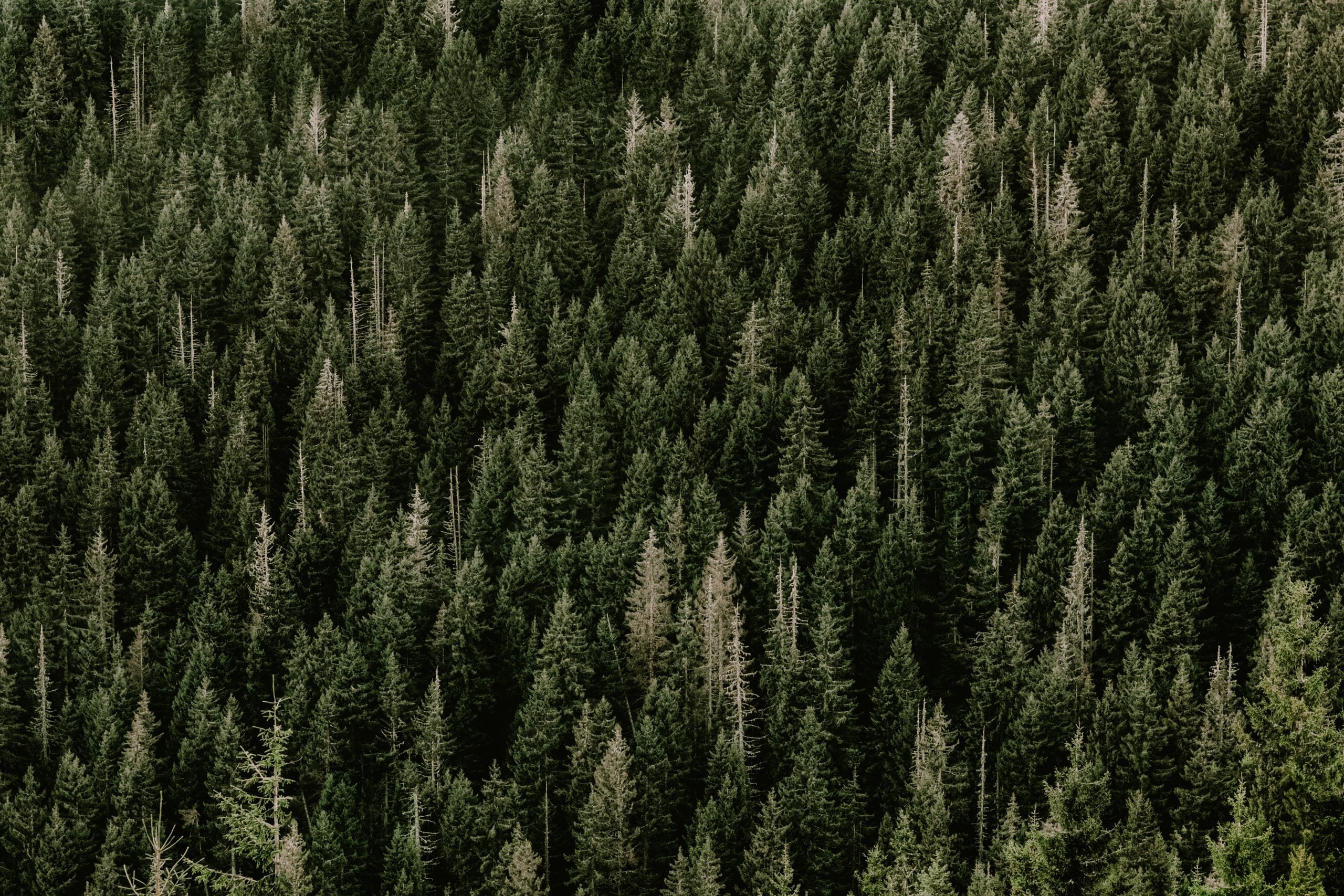 A stunning aerial view of a dense evergreen forest with vibrant green