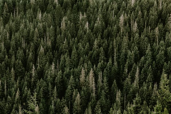 A stunning aerial view of a dense evergreen forest with vibrant green 
