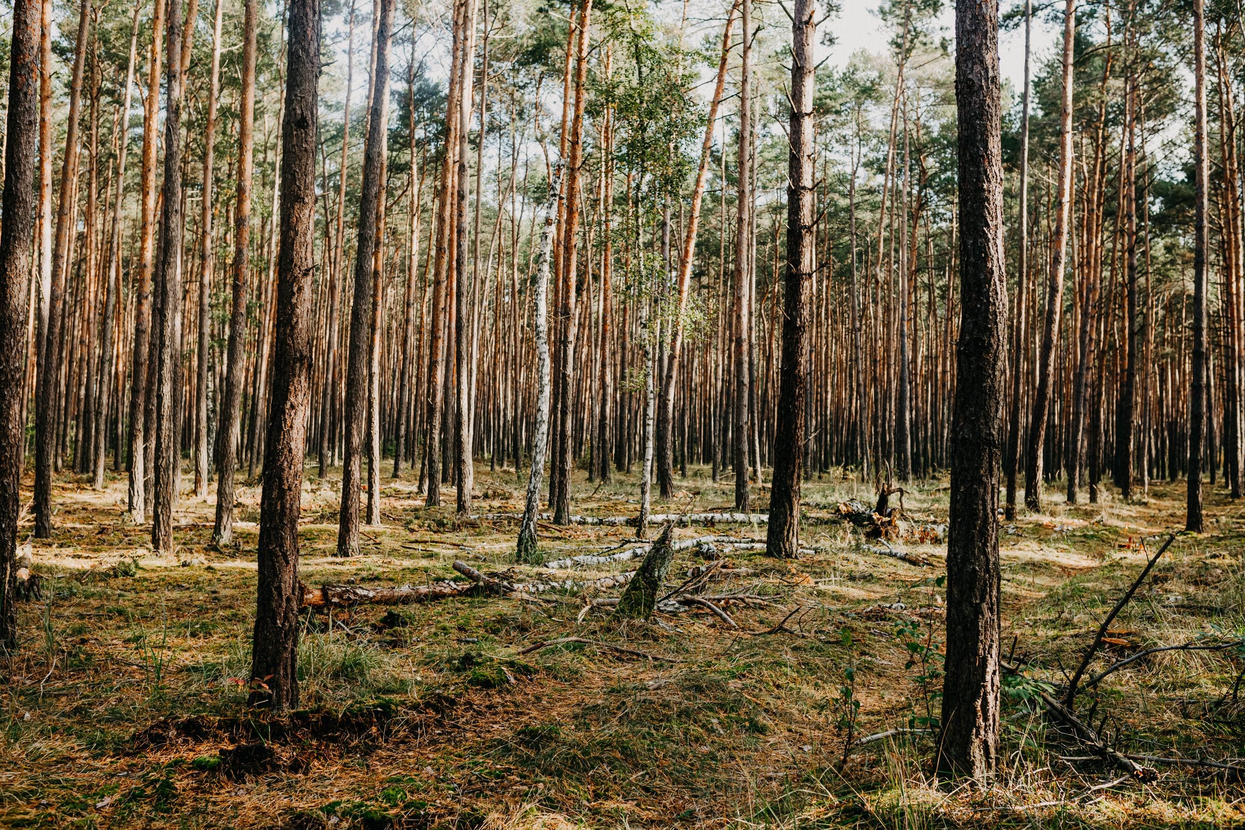 A serene forest landscape featuring tall pine trees and a sunlit fores